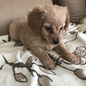 生後1ヶ月　チワックスのおとこのこ
