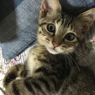 人も猫にもなつっこいキジトラくん