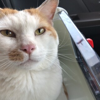 とても懐っこい茶白ネコちゃん☺︎