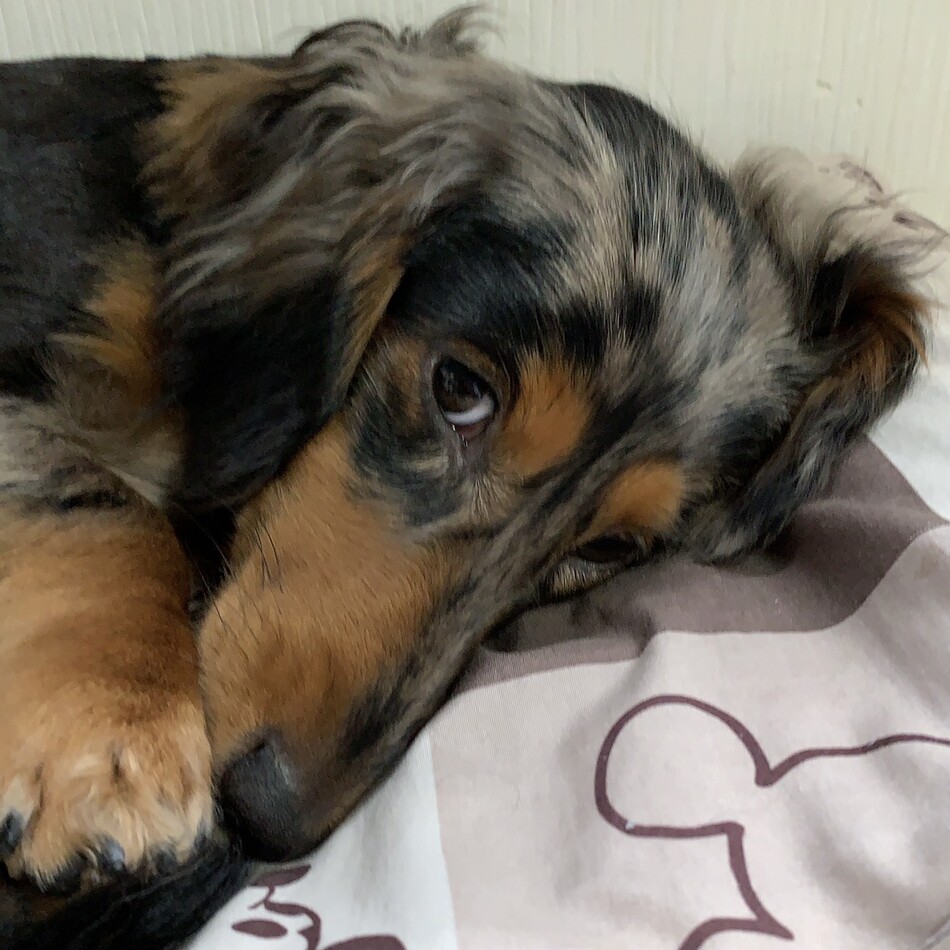 ナラのカバー写真