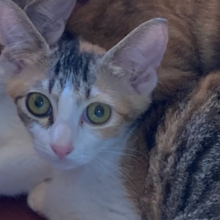 パステル三毛子猫（手前）