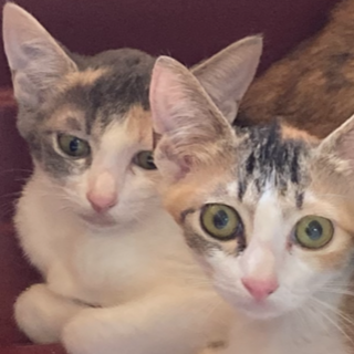 パステル色の三毛子猫（左後ろ）