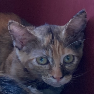 整ったお顔のさび子猫ちゃん