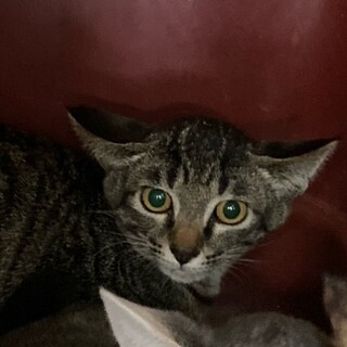 ちょっとこわがりなキジ子猫ちゃん