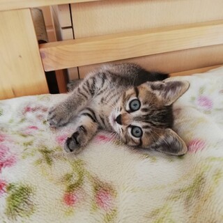 控えめ女子キジトラのミサちゃん