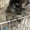 【募集停止】チンチラグレー(げっ歯類)