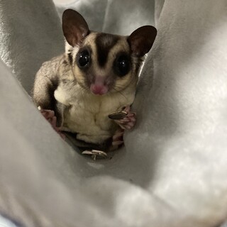 フクロモモンガ【オス】