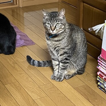 雷Ｇのお魚パーに間に合わず少し不機嫌…