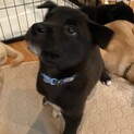 リブの優しいお家を探しています
