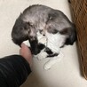 家に来たばかりのちこさん。ハゲちゃってました