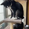新しい家族が増えてチコさん困惑。少しでも仲良くなってほしいな