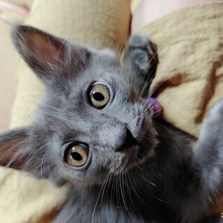 募集一時停止❤グレーしの君