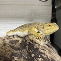 フトアゴヒゲトカゲ