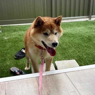 甘えん坊のテツくん!」長野県 - 犬の里親募集(371982) :: ペット