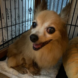 シニアの魅力たっぷり穏やかなチワワさん