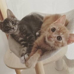 保護猫里親会 サムネイル2