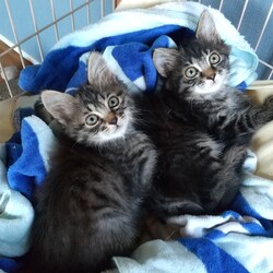 保護猫里親会 サムネイル3