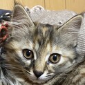 人見知りだけど、凛としたカワイイ猫です。
