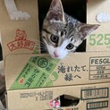 子猫