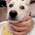 ハクの家族を探してます。