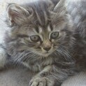 キジトラ子猫里親募集