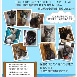 保護犬猫譲渡会