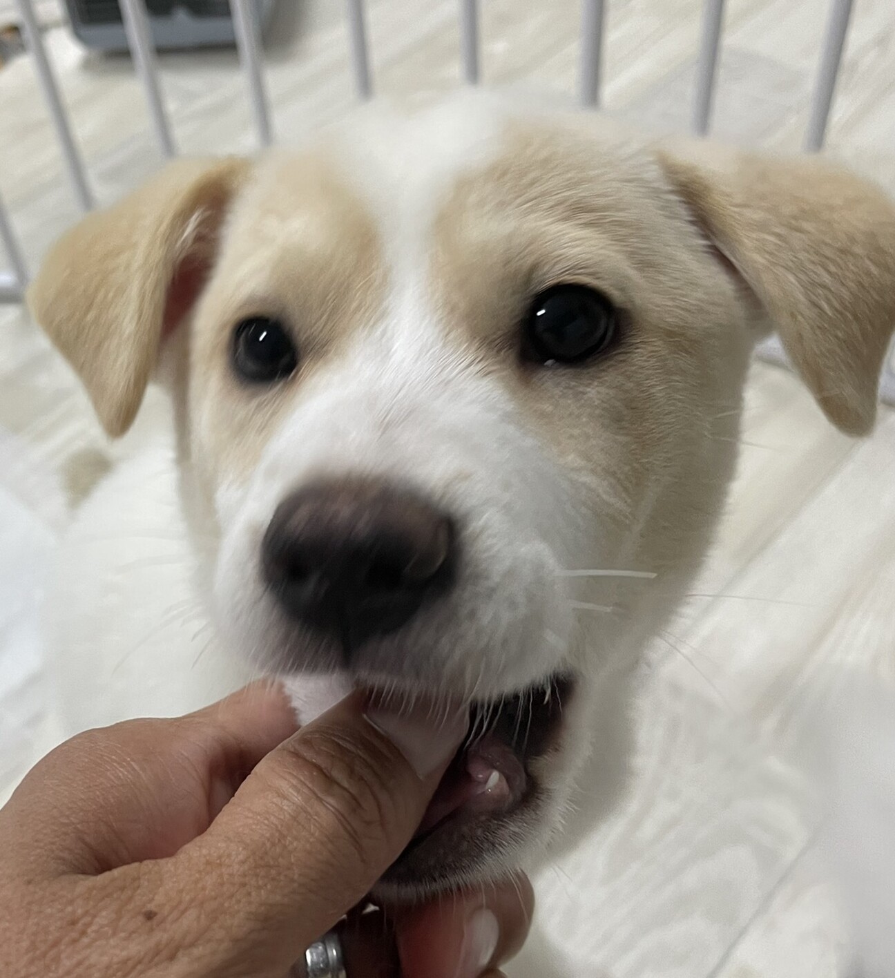 Mix子犬の女の子ルッコ 茨城県 犬の里親募集 ペットのおうち 月間利用者150万人