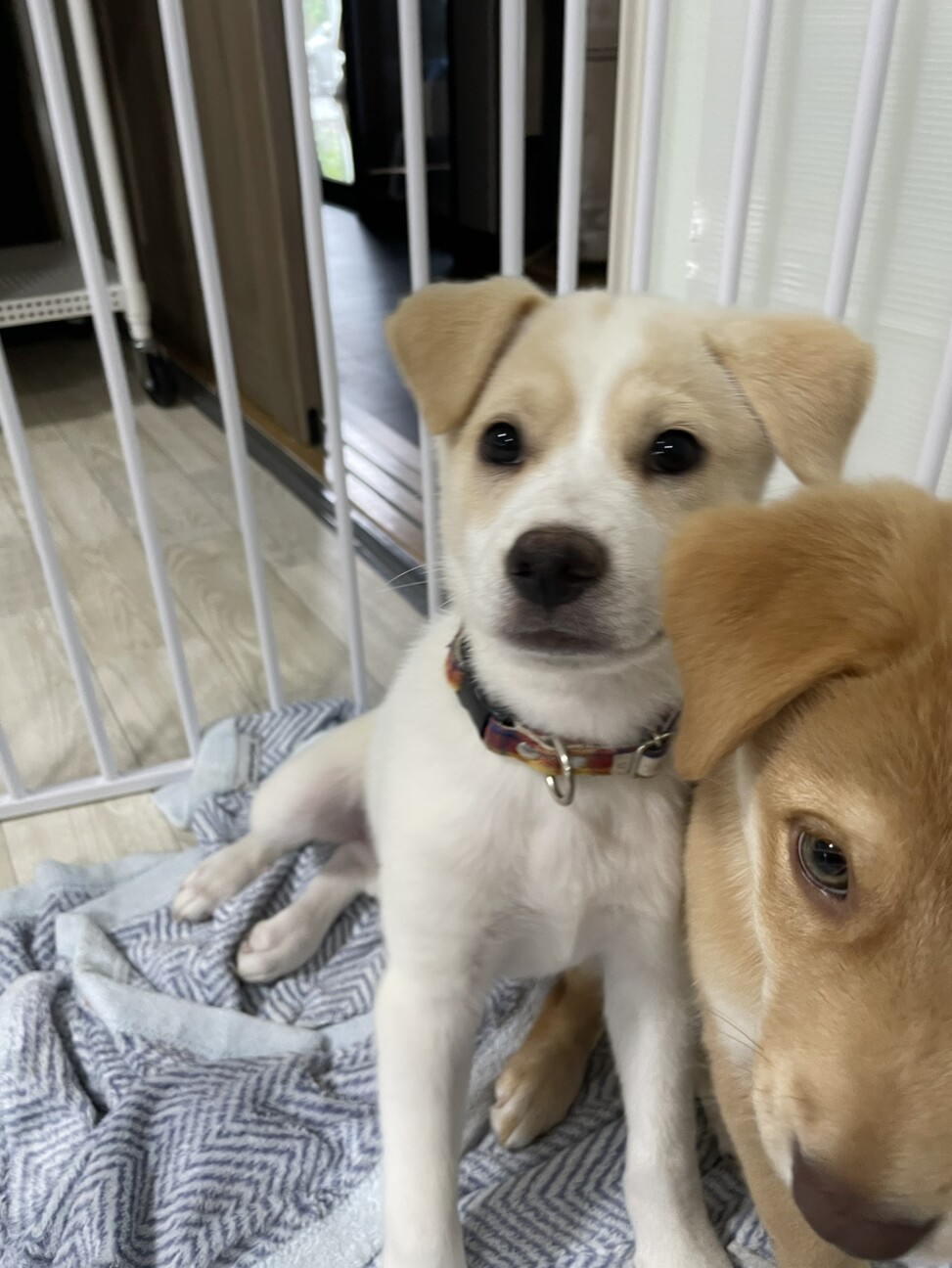 Mix子犬の女の子ルッコ 茨城県 犬の里親募集 ペットのおうち 月間利用者150万人