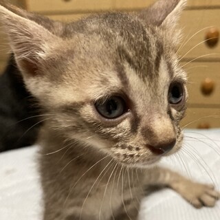 殺処分ゼロになりますよう