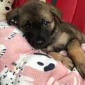 ２ヶ月くらい仔犬ちゃん男の子