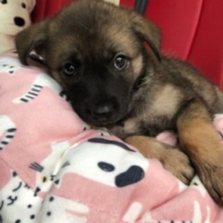 ２ヶ月くらい仔犬ちゃん男の子