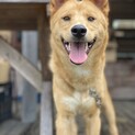雑種8ヶ月の甘えんぼさん。家族に迎えてください。