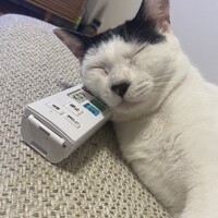 菊枝