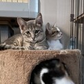 生後3ヶ月位のグレーのふわもこ男の子