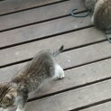 子猫の里親を募集します。