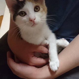 里親さん決定しました！ありがとうございました。