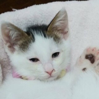 ７/18江戸川橋★まるちゃん★ちょっぴり困り顔