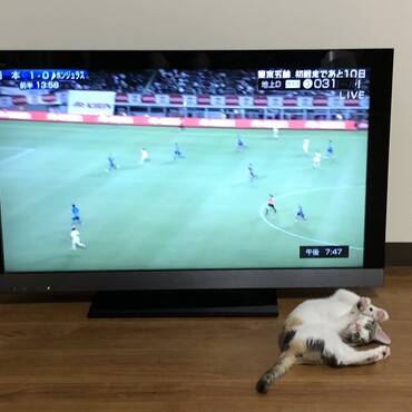 サッカーボールになりたいよもぎ
