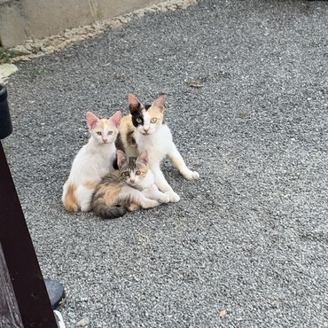よもぎの兄弟とお母さん。元気です。