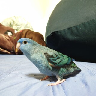 サザナミインコ 性別不明