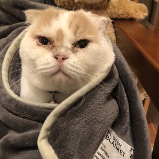 内気だけど人懐っこい、まん丸顔のゴロウくん