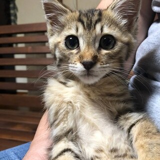 クルクルおめめが可愛いイシスくん