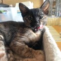 人慣れ抜群☆オシャレなサビ猫の女子