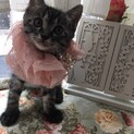 生後7週キジトラ仔猫の女の子　うぶちゃん