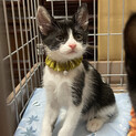 ほんわか優しい女の子