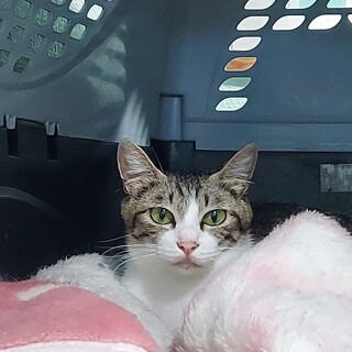 里親決定！保健所収容：仮名・みのり♀