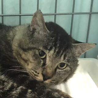 期限明日‼️7/14 キジトラ大人しいたまきち