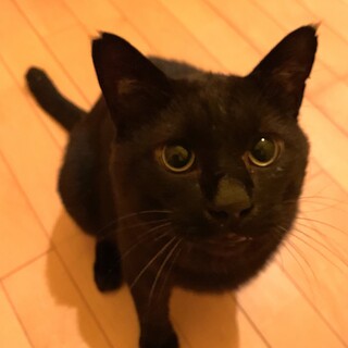 7歳の大きな黒猫♂バロン君