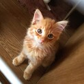 人猫大好き♡ふわっふわ茶トラ君