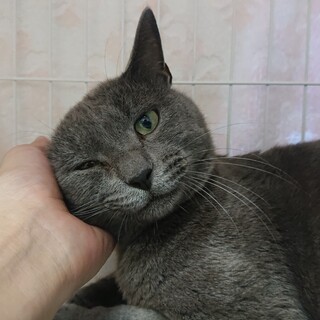 甘えん坊の　ムチムチ男子　グレ♂